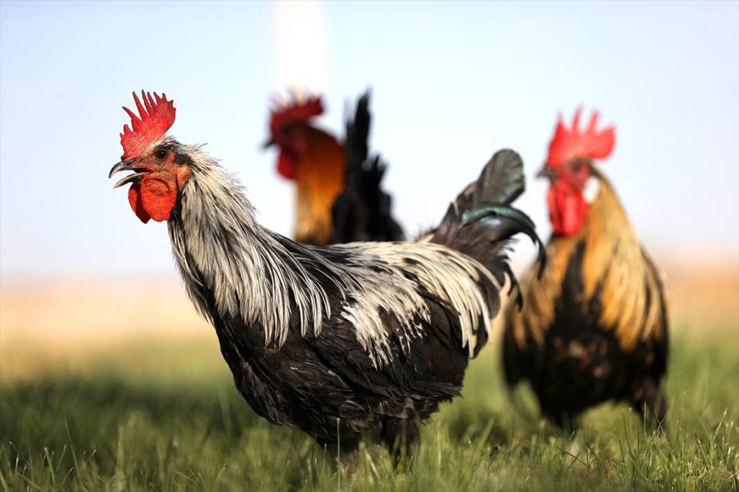 Türkiye’nin en prestijlisi! Denizli horozunu Konya koruyor 6